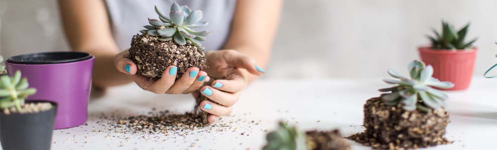 Hands holding a succulent